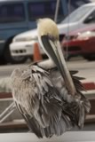 pelican3
