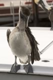 pelicanbeauty