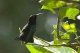Local Hummingbird at the Toraille Waterfall
