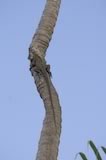 Iguana on the Tree