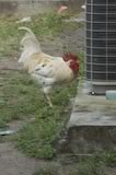rooster-thursty for airconditioning water