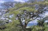 350 year-old Saman Tree
