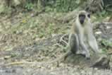 Vervet Monkey, sitting right by the Road to the Fortress